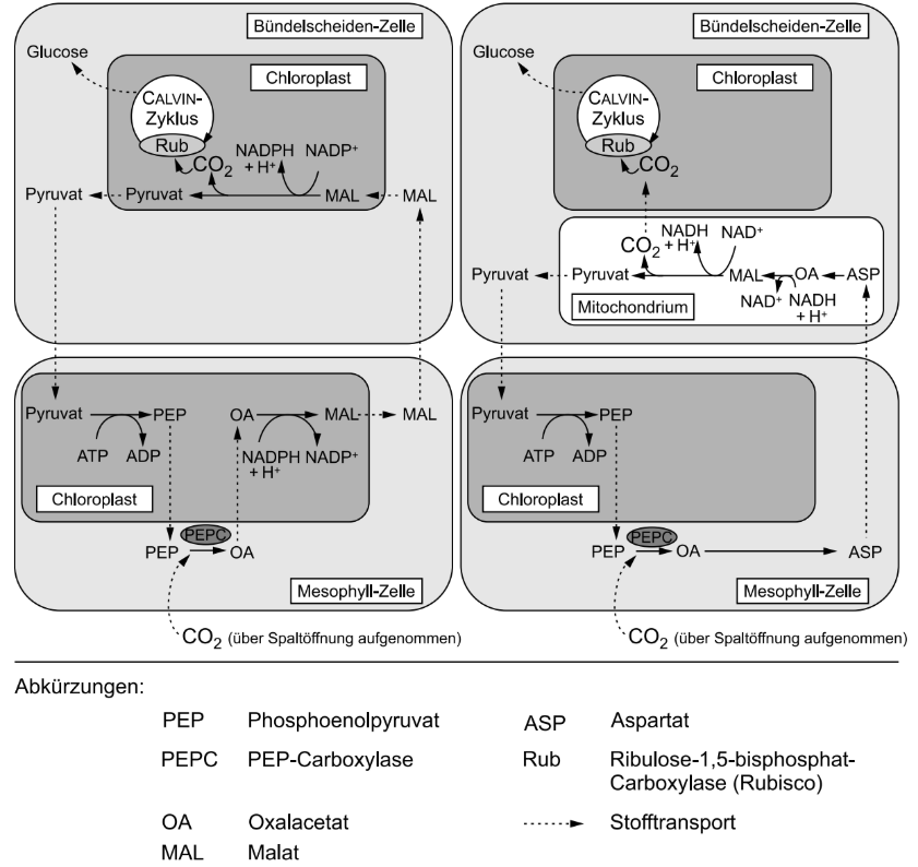 Schematische Darstellung zweier C4-Photosynthesewege mit Stofftransport zwischen Mesophyll- und Bündelscheidenzellen.
